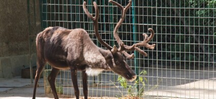 Zoo di Schönbrunn